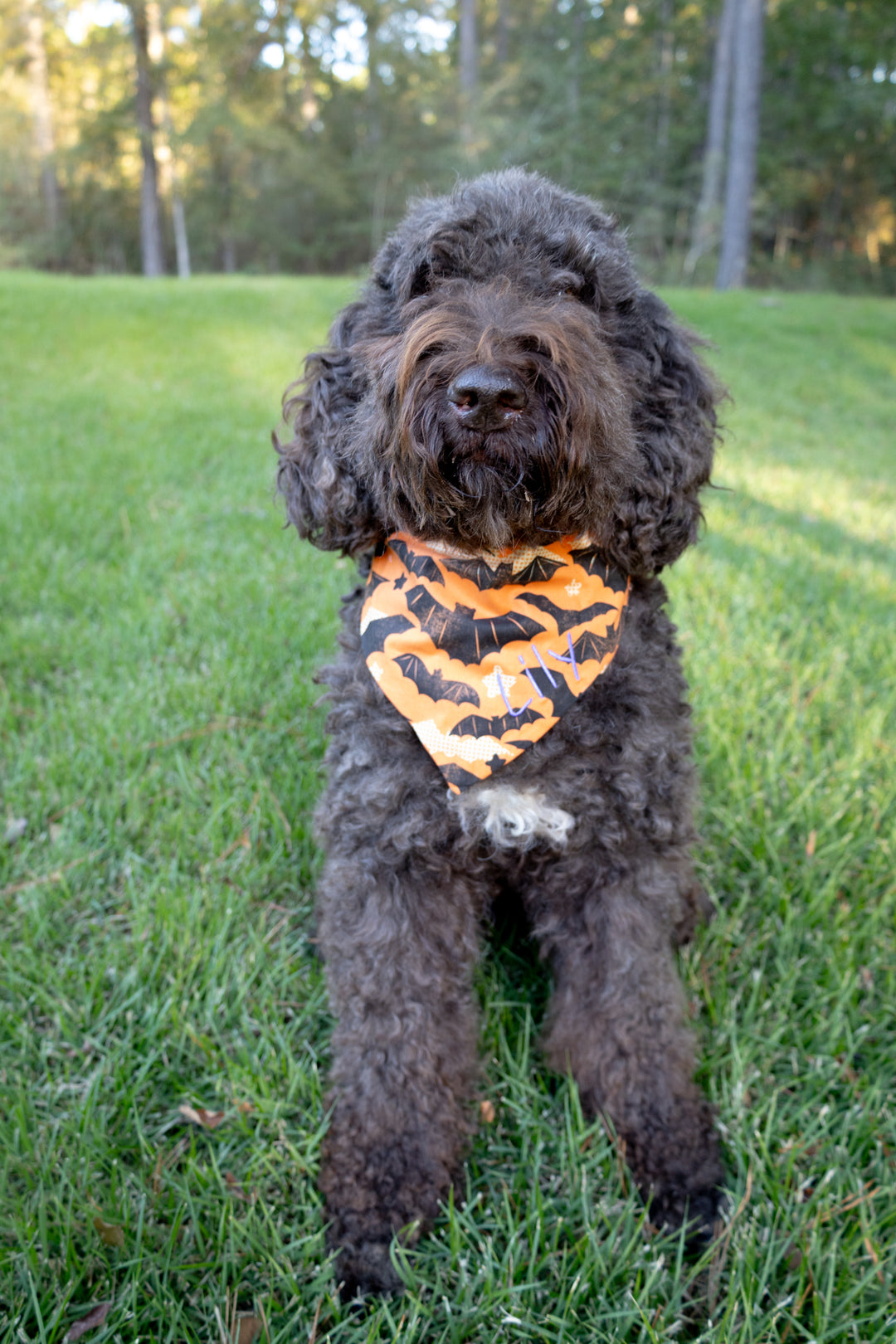 Spooktacular Bat Bow Tie