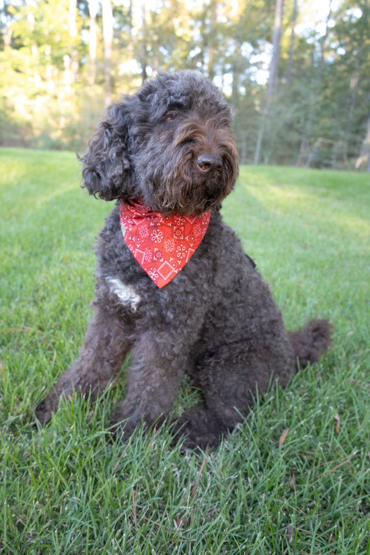 Hey, Y'all!  Western Bow Tie