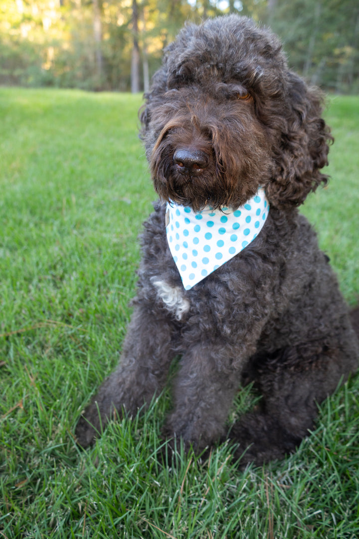 Blue Dot Bow Tie