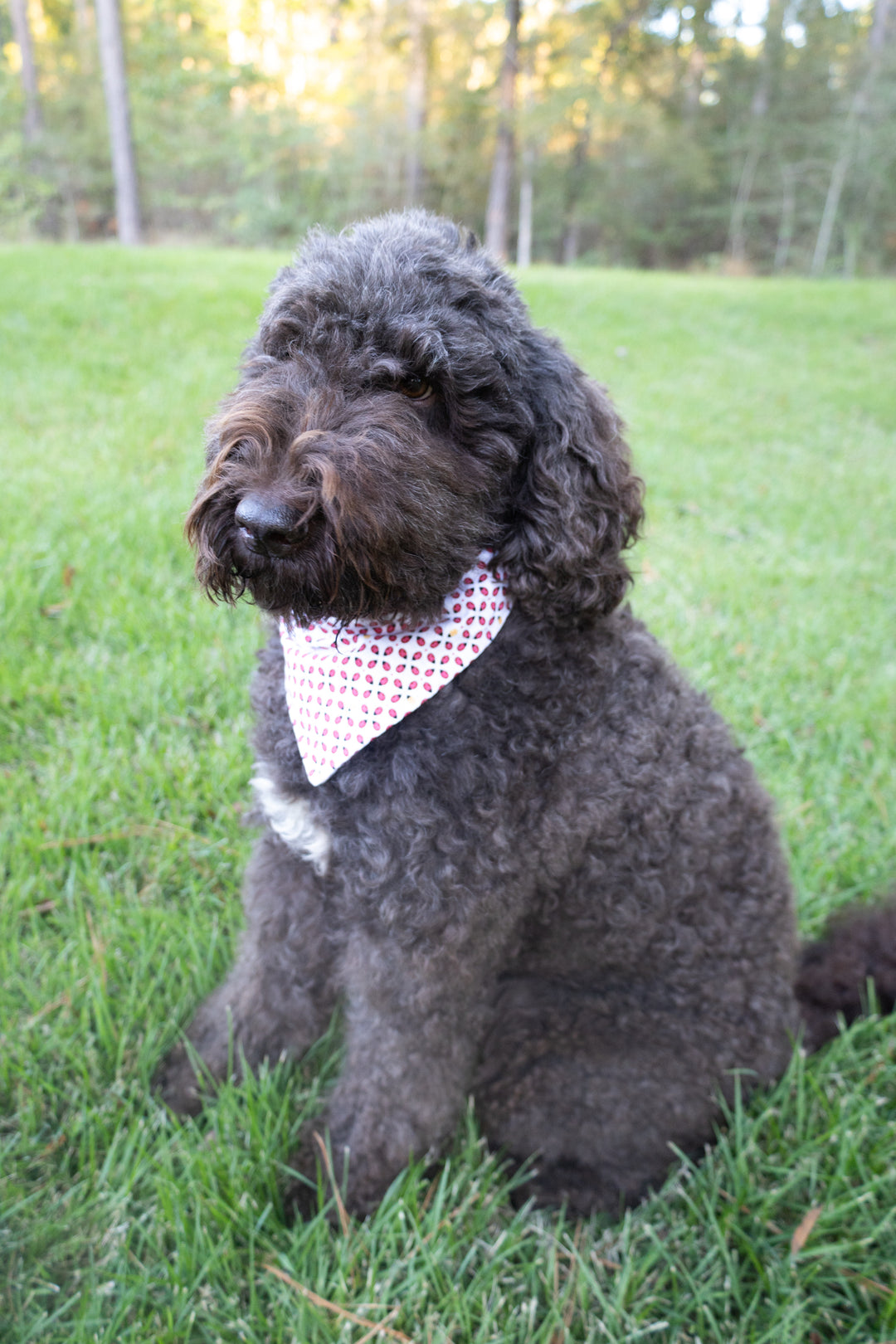 A Loveliness of Ladybugs Bow Tie