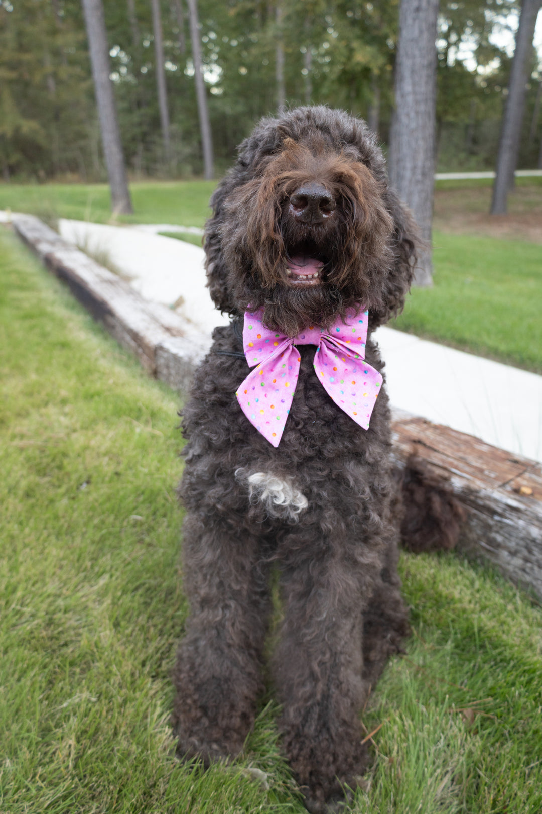 Dots on Pink Bow Tie