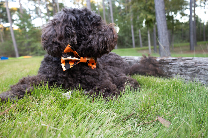 Spooktacular Bat Bow Tie