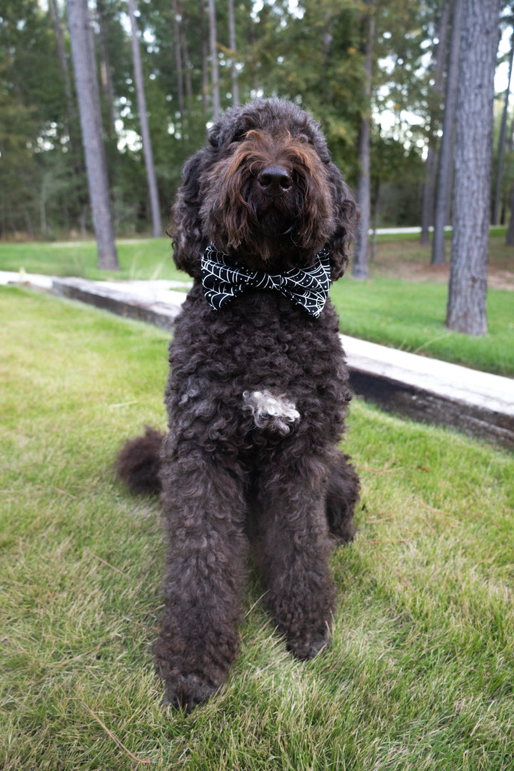 Caught in a Web, Halloween Bandana