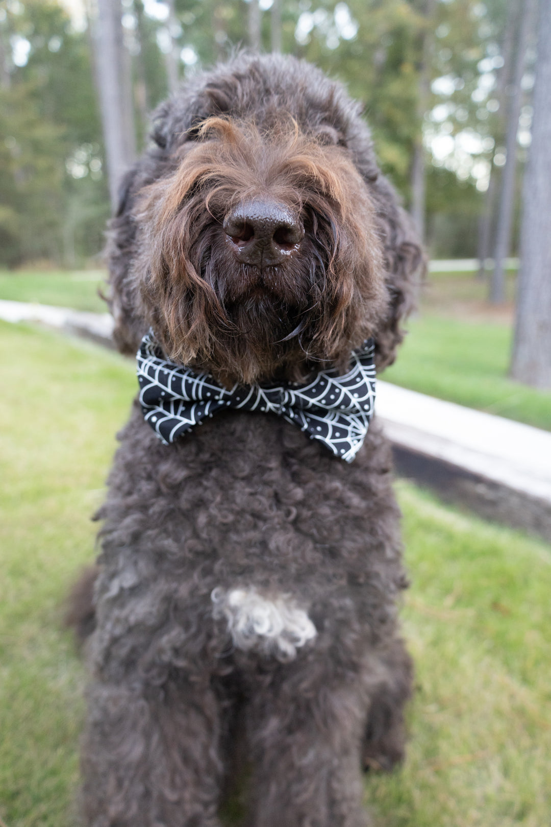 Caught In a Web, Halloween Bow Tie